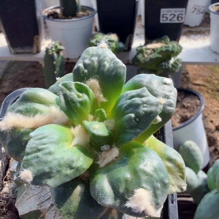 无花朵465哥怒牡丹锦