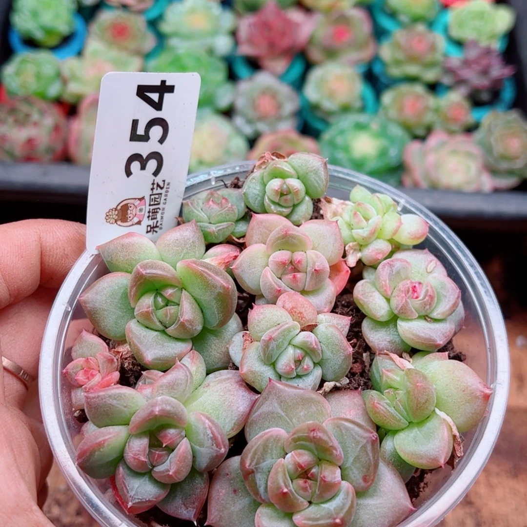 多肉植物多肉植物