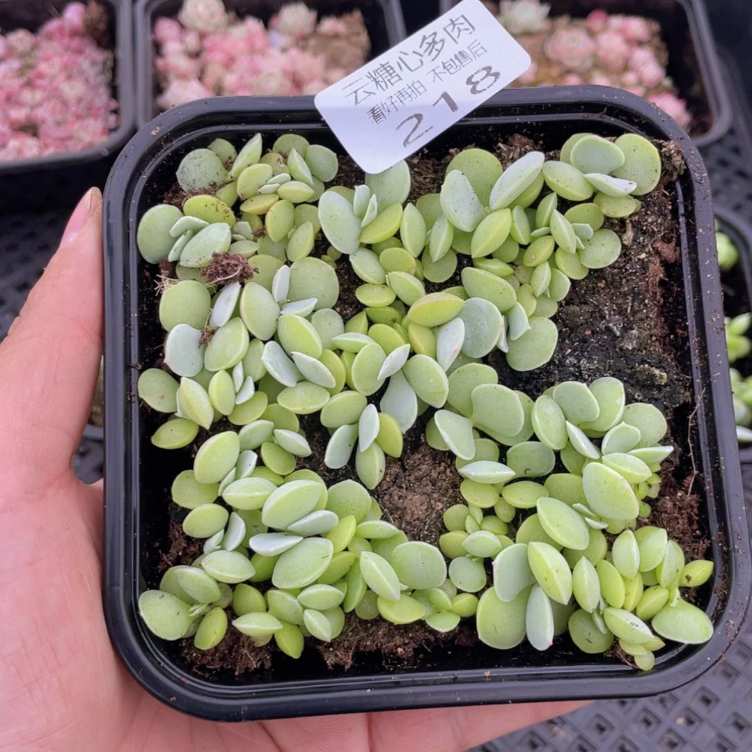 云糖心多肉植物218