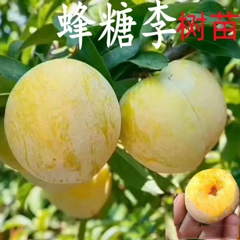 【蜂糖李树苗】正宗嫁接李子苗果树大果型高糖度盆栽地栽果树苗