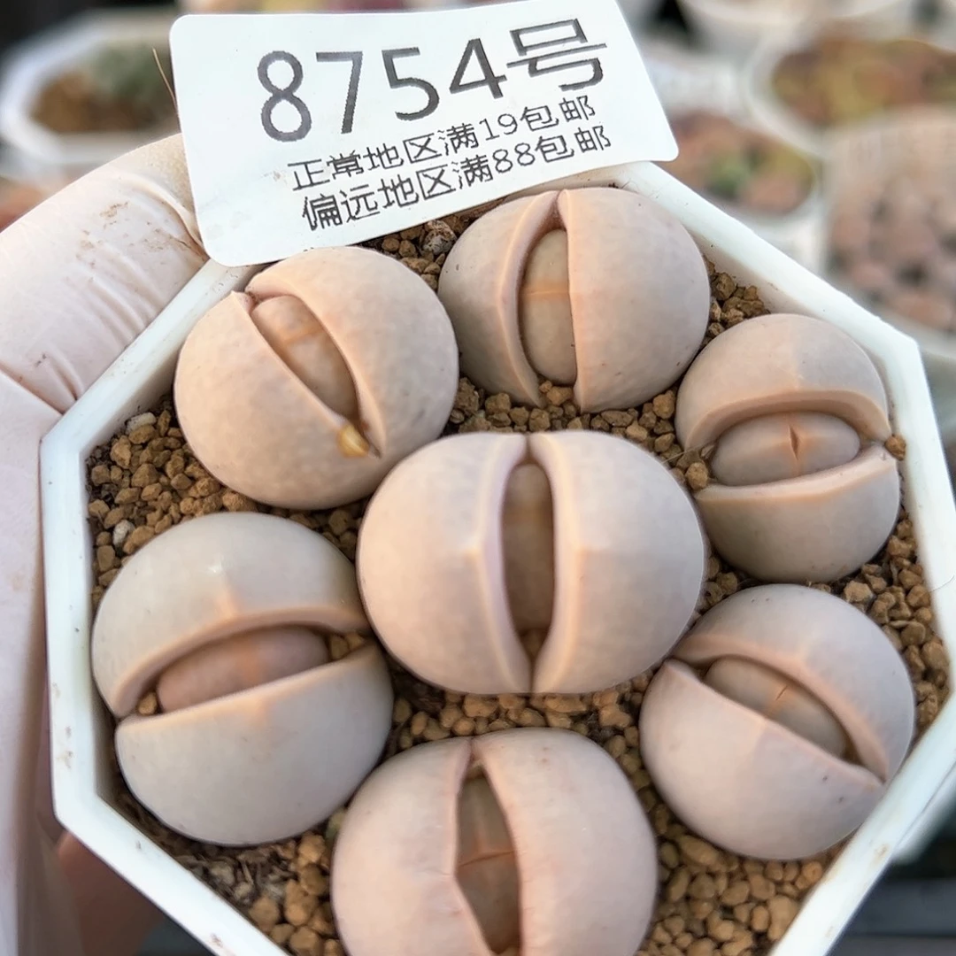 8754三年粉高尔夫7颗2-2.5cm