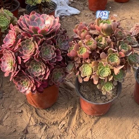 682多肉植物组合，