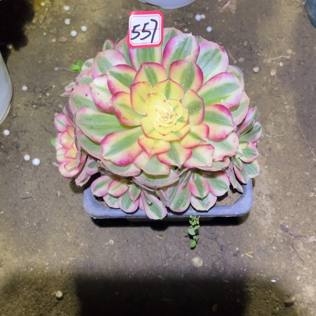 557多肉植物倾城18厘米