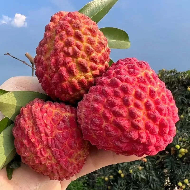 海南火山荔枝王 1斤/2斤