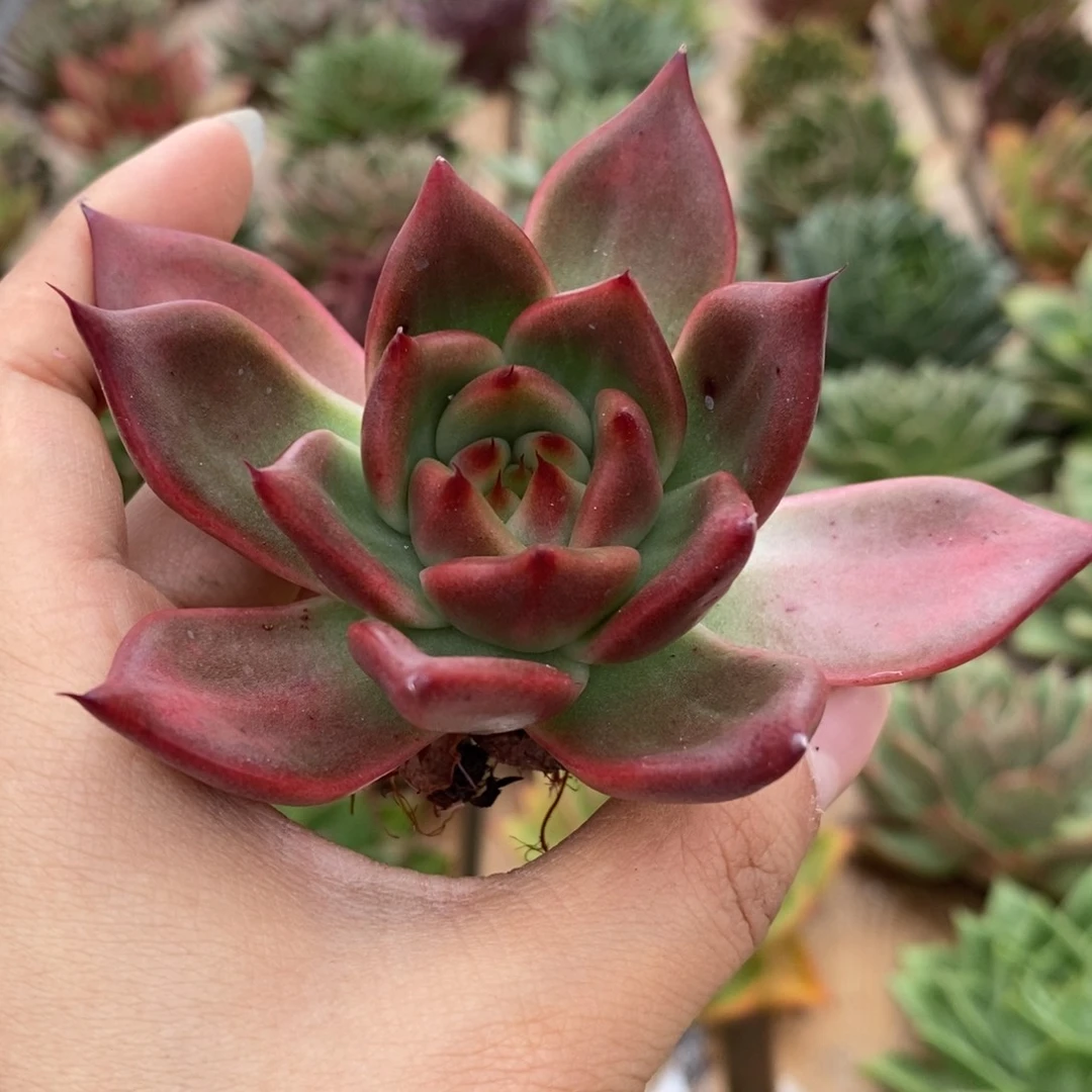 无花朵东云系多肉植物35包邮