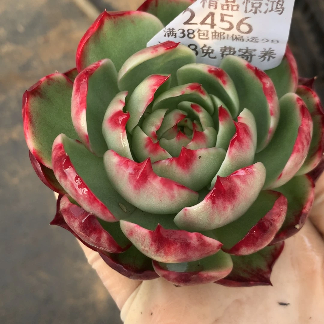 L***2456一物一拍8厘米