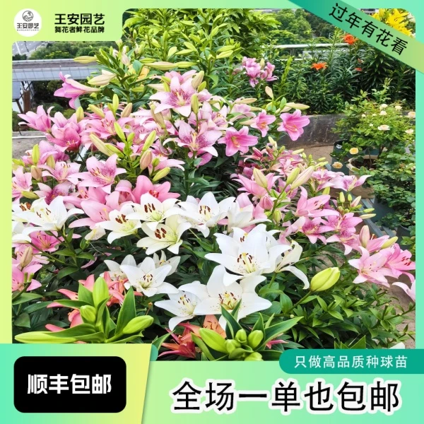 王安的花园进口重瓣百合花种球开花好养活室内外花卉盆栽花种球