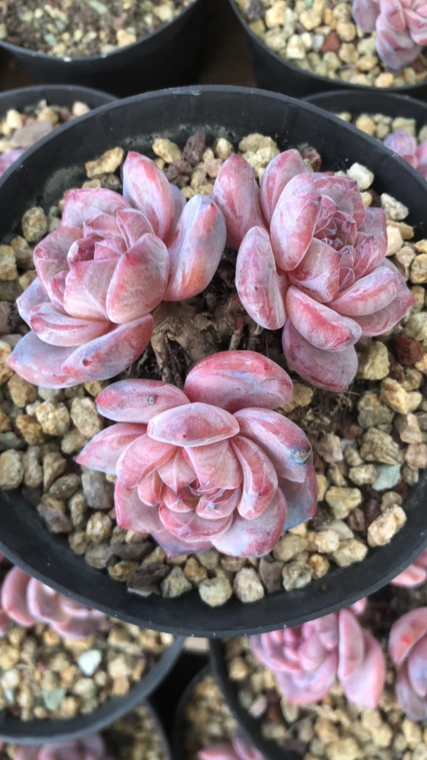 兰姐专拍星影多肉