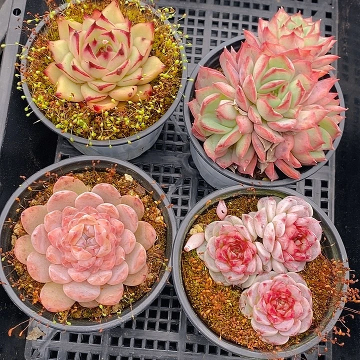 189 多肉植物盆栽花卉植物
