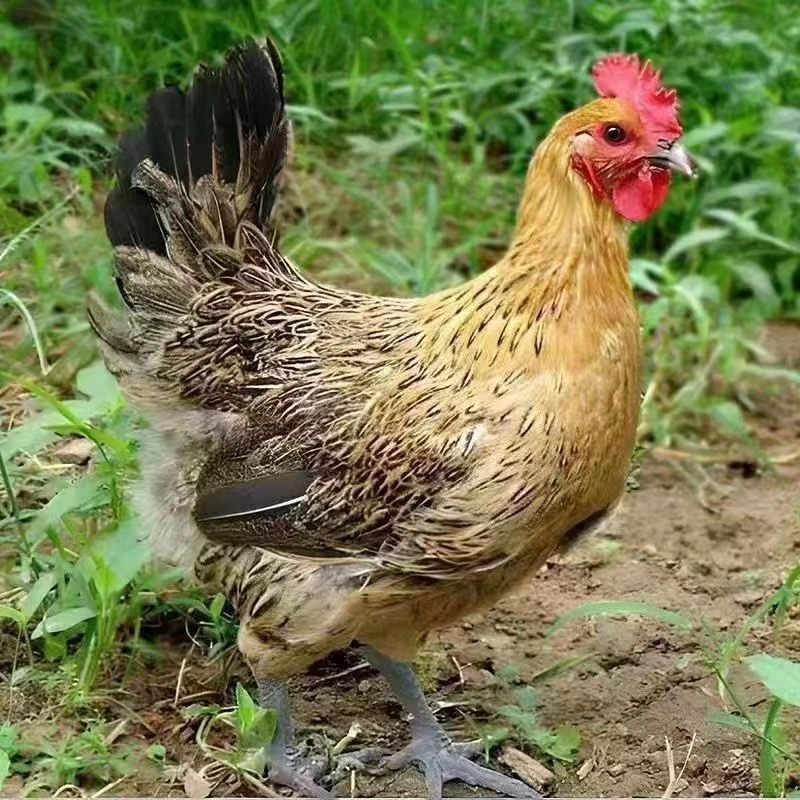 麻羽鸡整鸡生鲜到手12只半斤发货