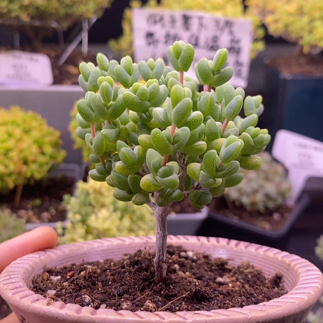 我****?523元宝不带盆。