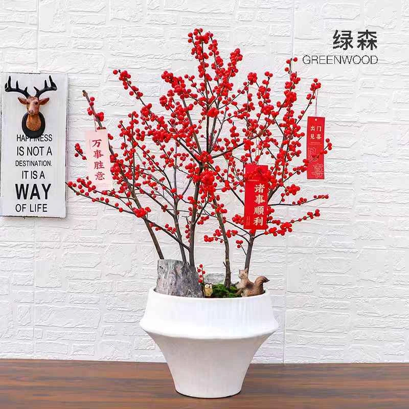 北美冬青盆栽红果绿植适合阳台庭院耐寒好养活