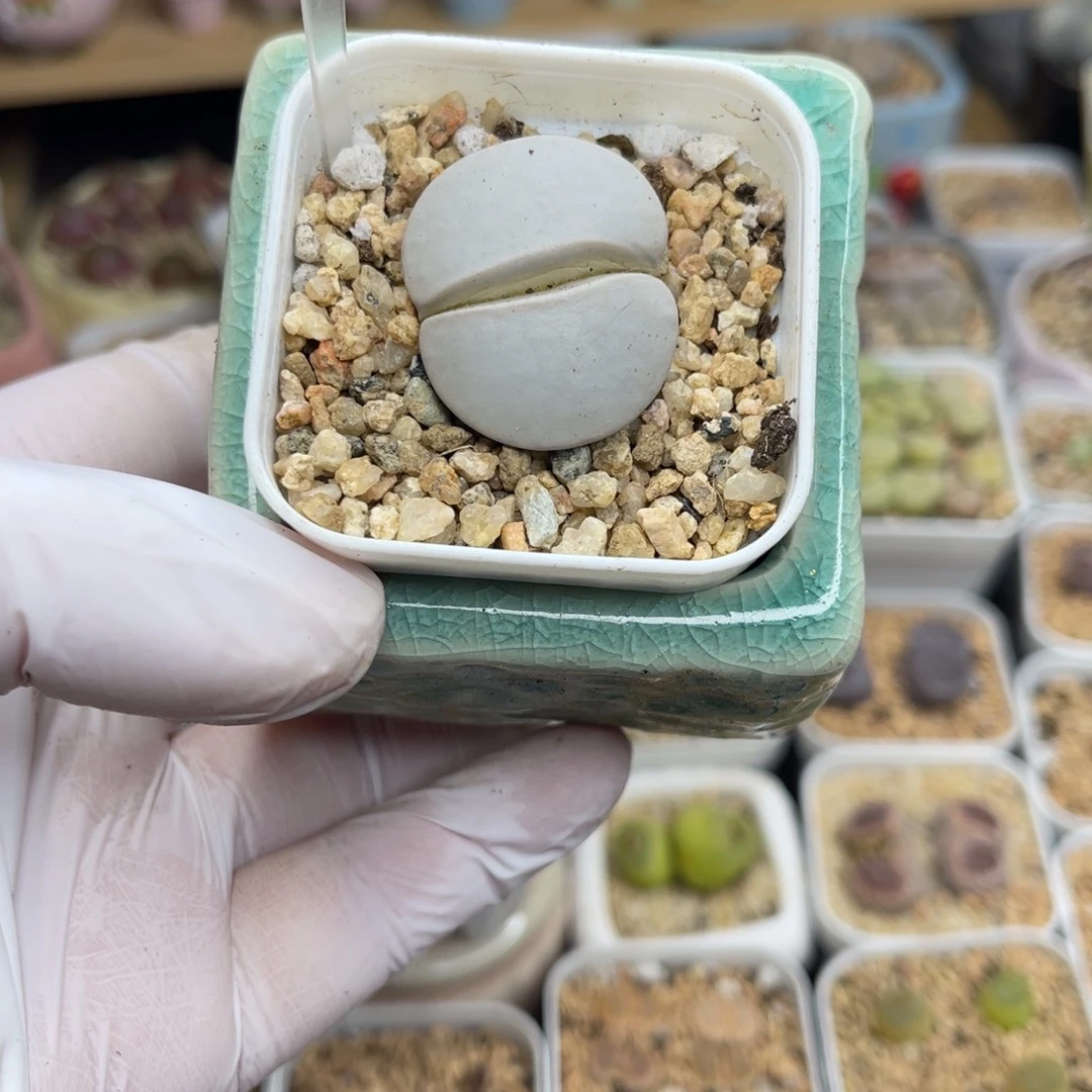 多肉植物一物一拍115