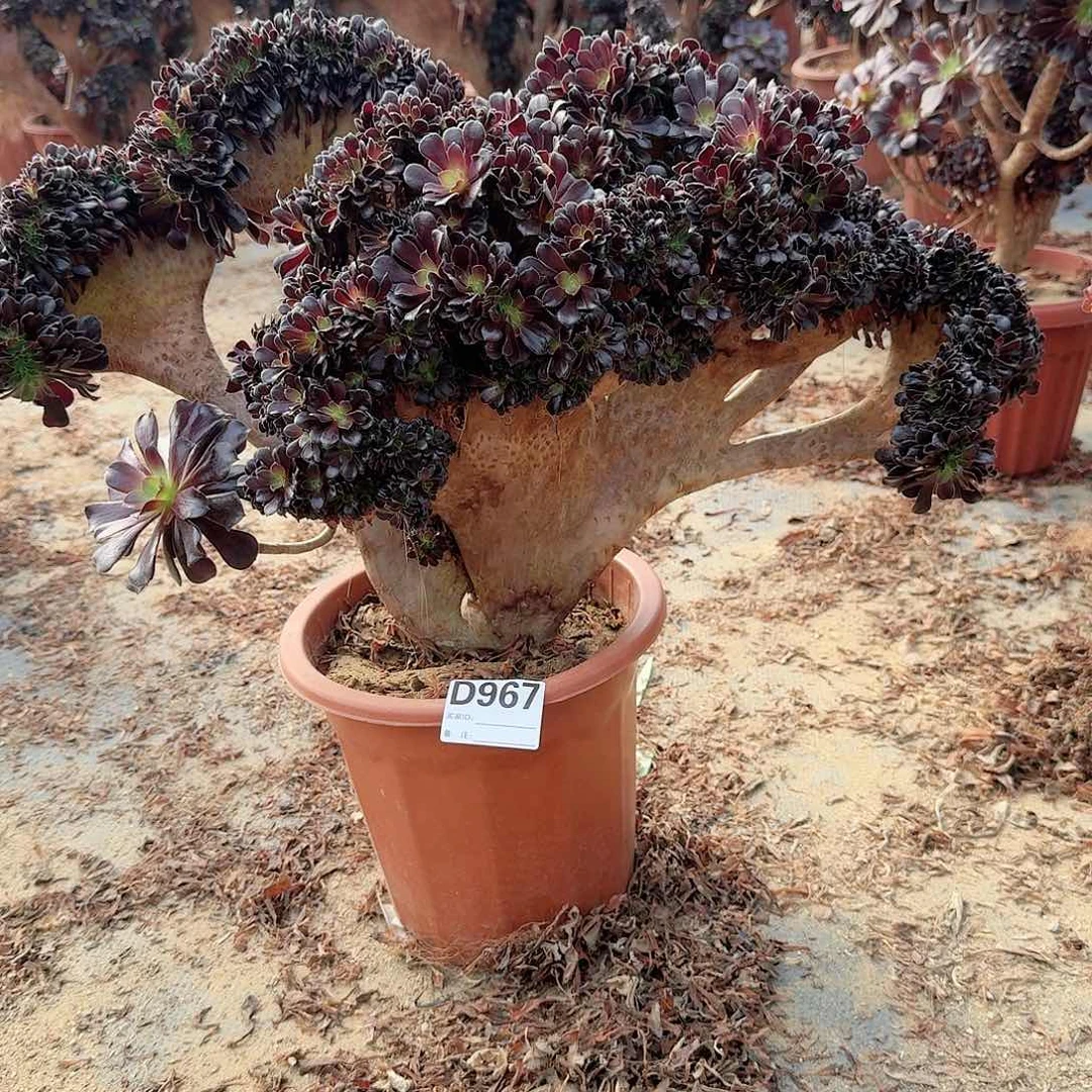 967欧紫朵朵一颗呀呀