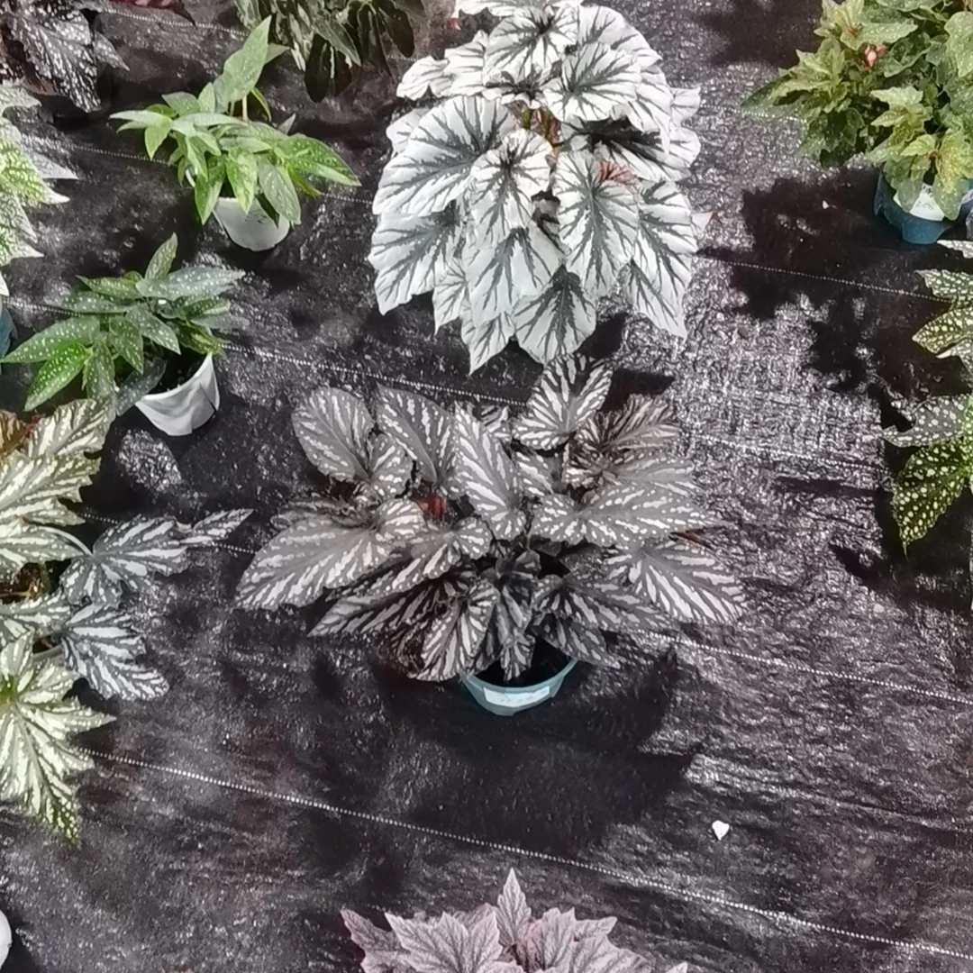 秋海棠老桩好看好养室内高档桌面绿植盆栽轻微叶损无售后