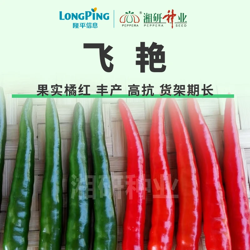 锋哥专属【飞艳】湘研丰产高抗货架期长辣味浓橘红色朝天椒辣椒种子