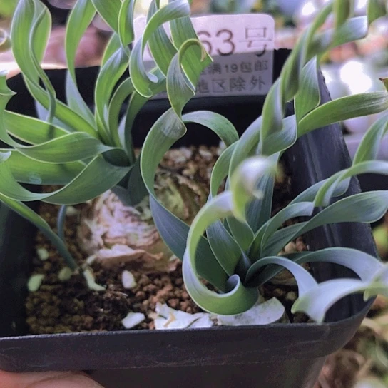 无花朵0963，弹簧草