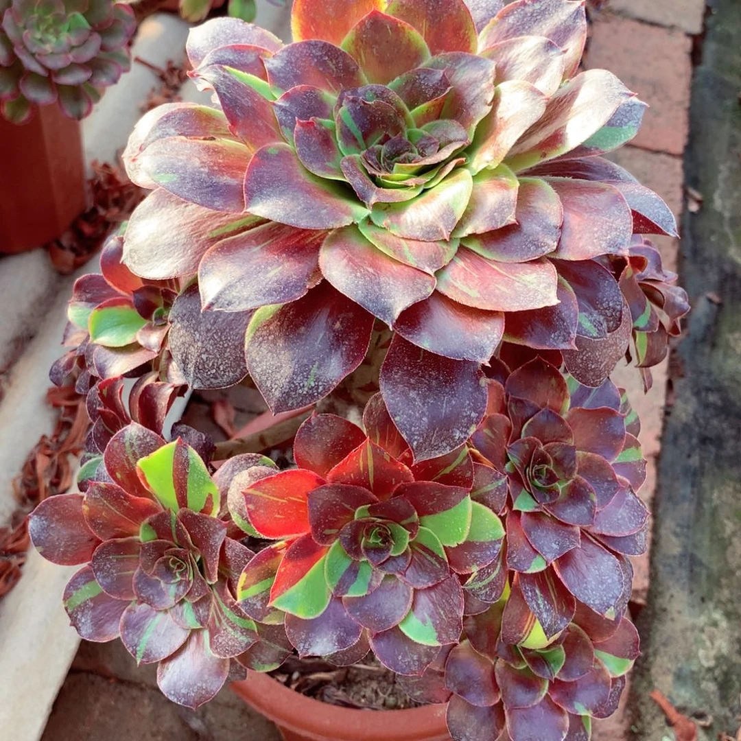 花斑鹿，多肉植物的