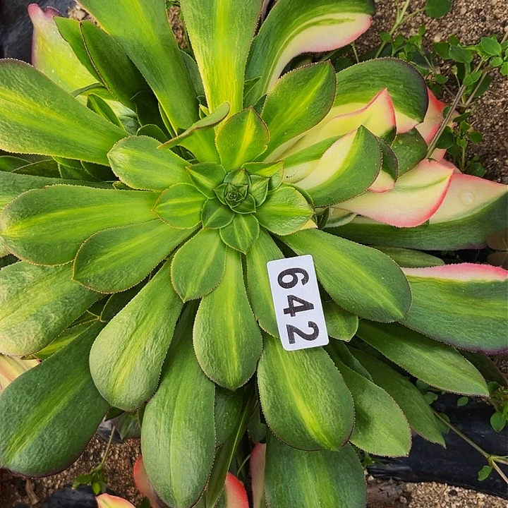 642女郎多肉植物处理不售后七彩