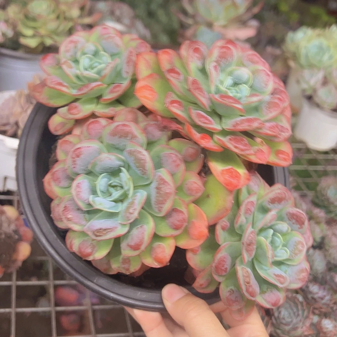 雨滴四大头起发老桩