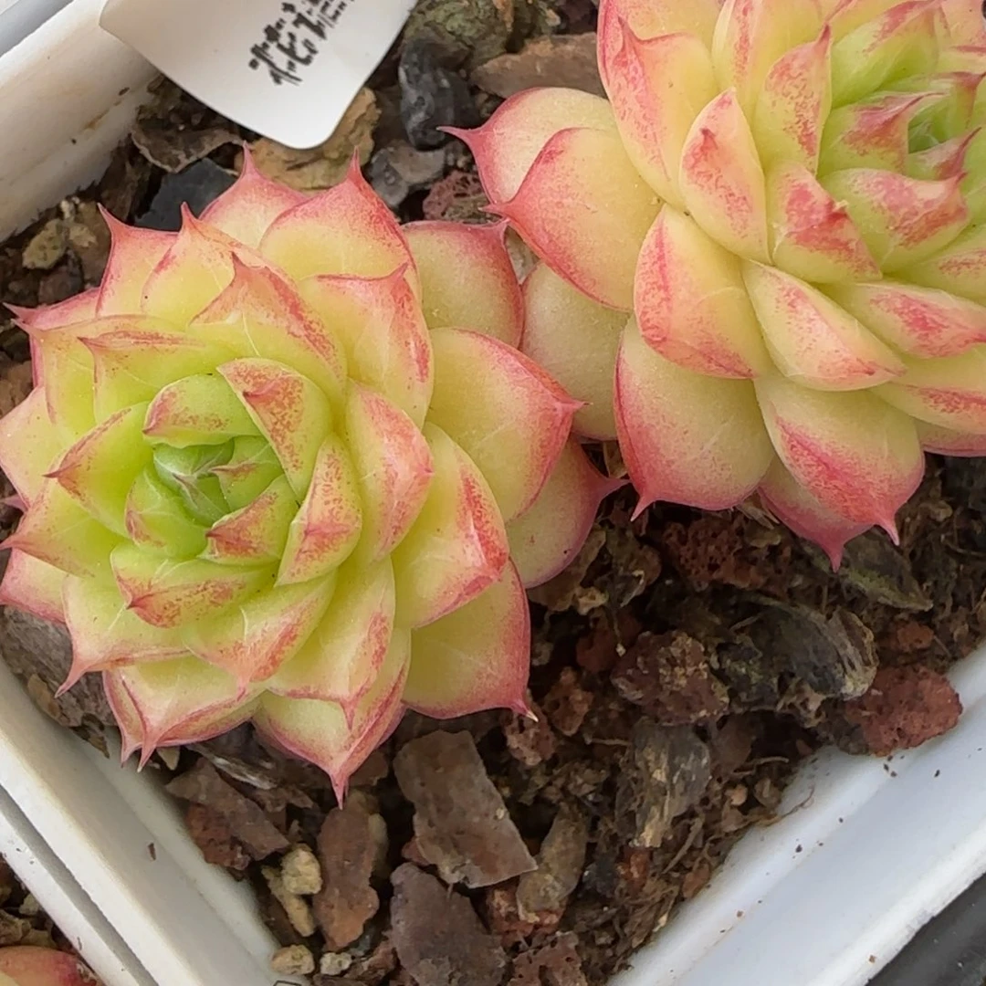 花语逸境0217-153散