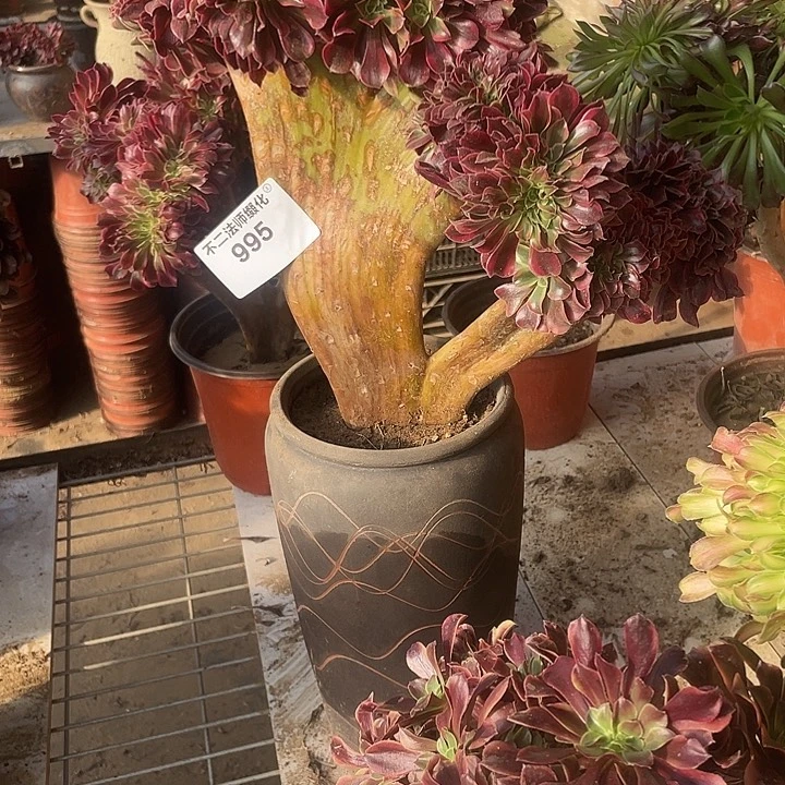 *****985，美杜莎缀包邮