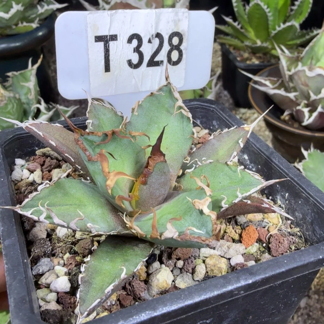 开播福利凯撒一颗脱土发