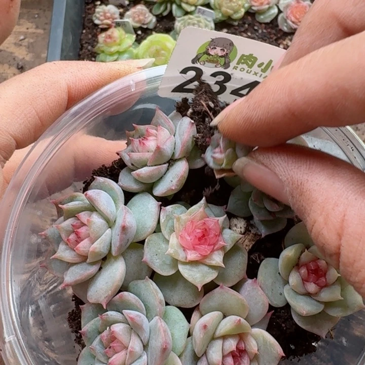 多肉植物多肉植物