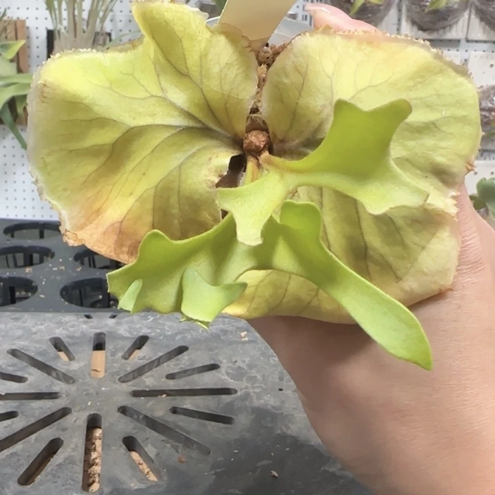 山采亚猴鹿角蕨喔