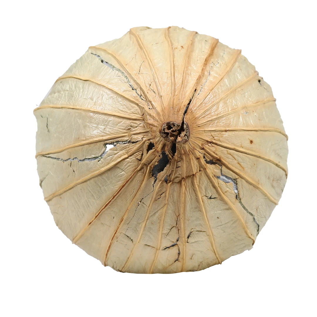 1999年原料壹号院荷叶茶沱普洱熟茶200g