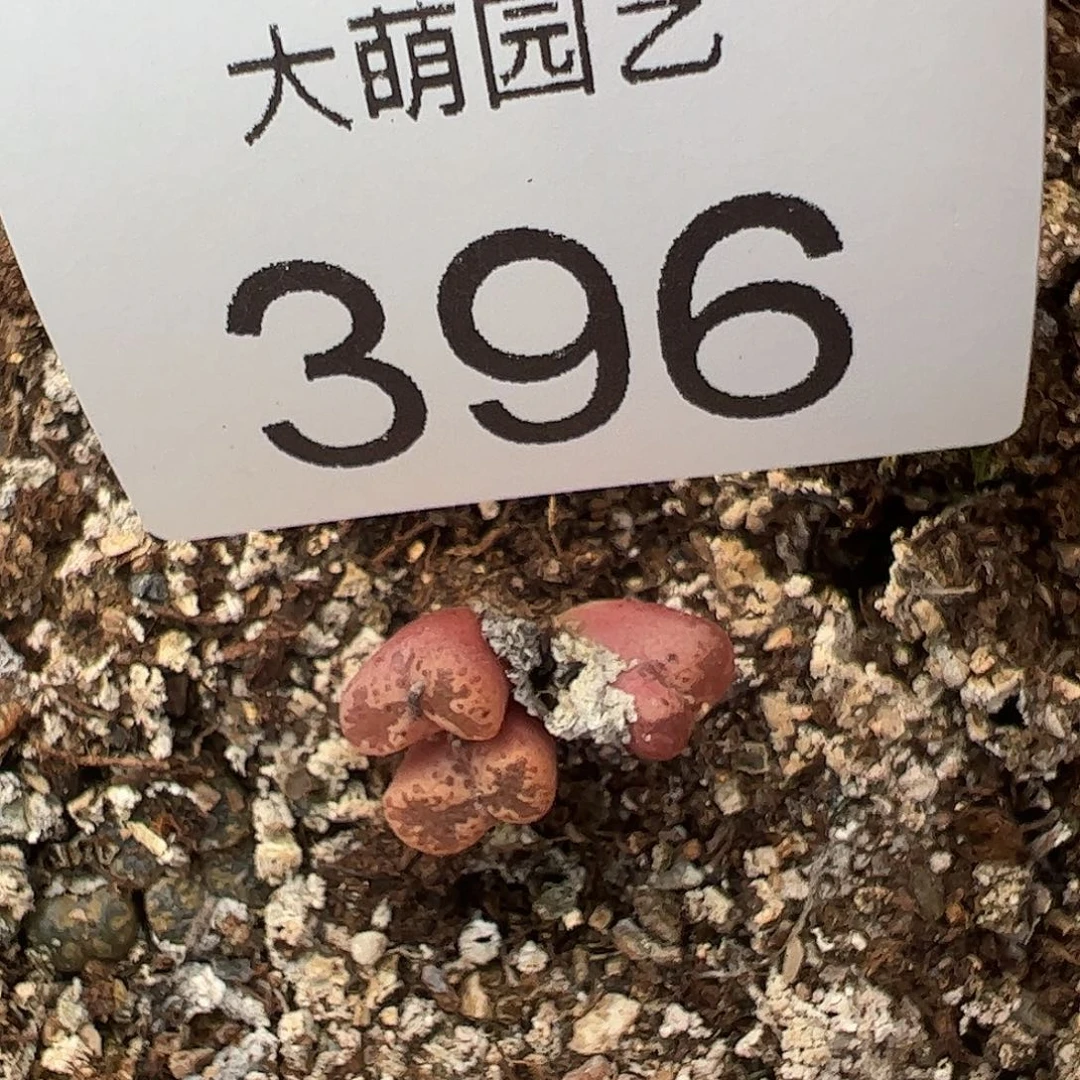 一物一拍蕾丝蝴蝶勋章。        396