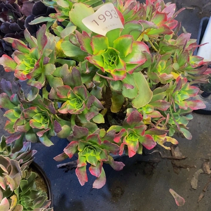 特斯拉多肉断头不包1993