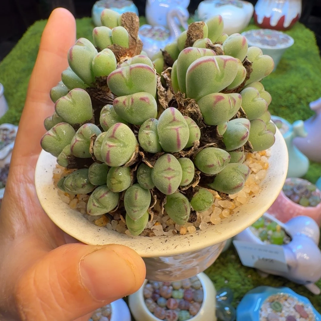 多肉开播福利价1107