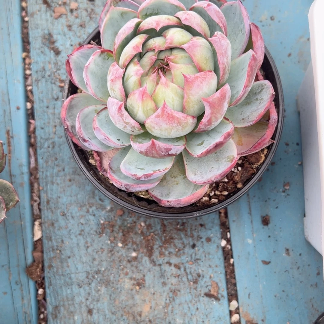 精品多肉植物老桩