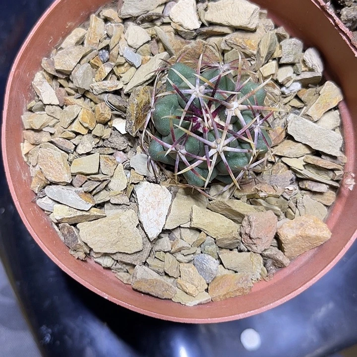 ，***下大红鹰师生根系东北货