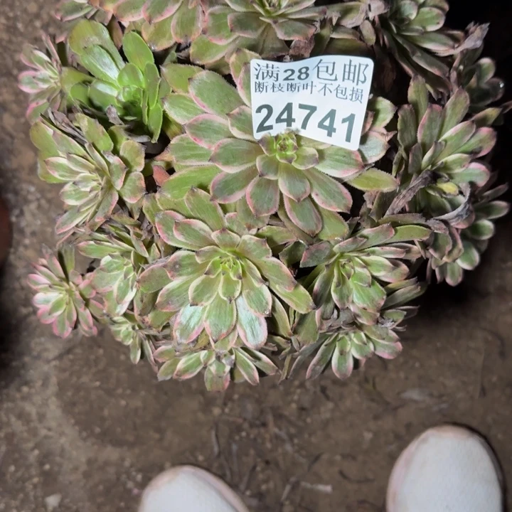 24741紫霞多肉植物