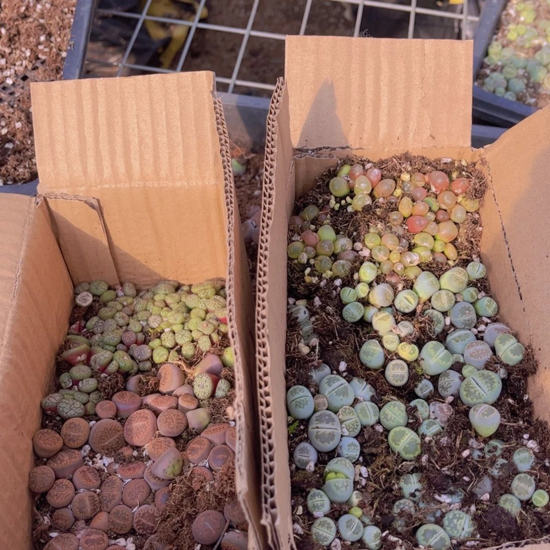 一箱两层000000002