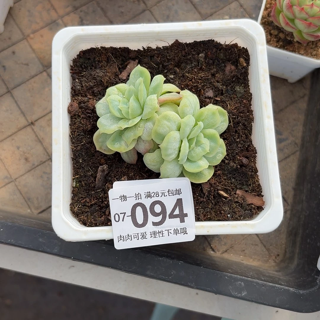 考****泡泡纱裙无盆土发货无盆土无