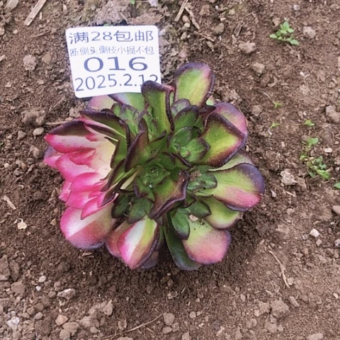 柏**奶2.14-16海王七彩多肉植物