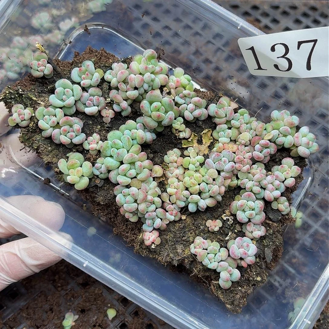 多肉植物多肉植物137