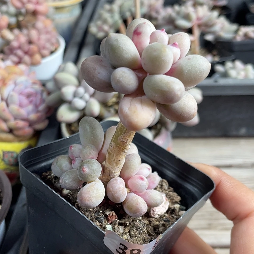 仙子奶酪多肉植物