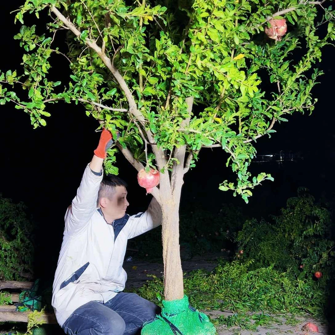 无花朵健健康康快快乐乐