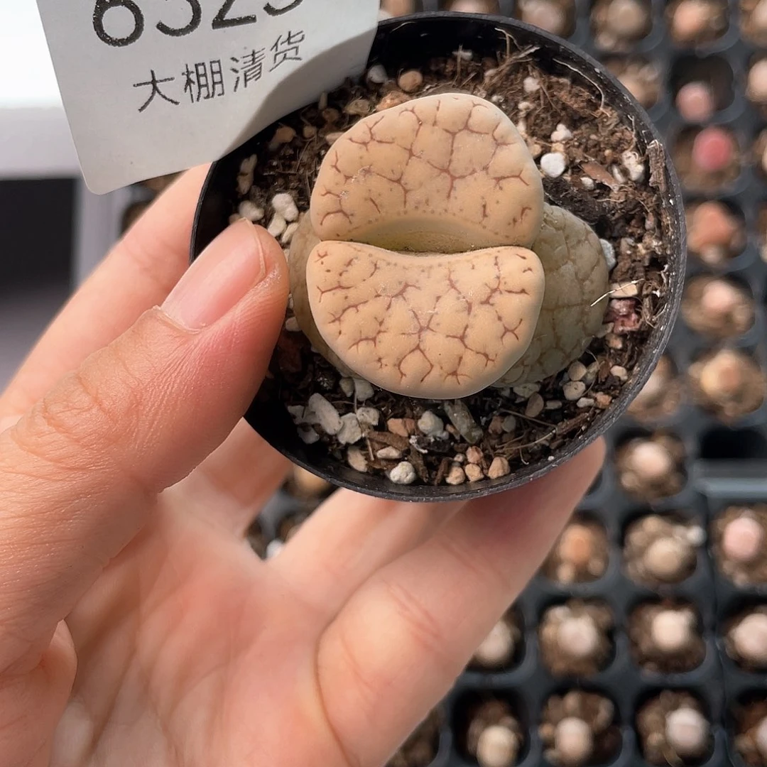 6323大棚清仓甩卖了