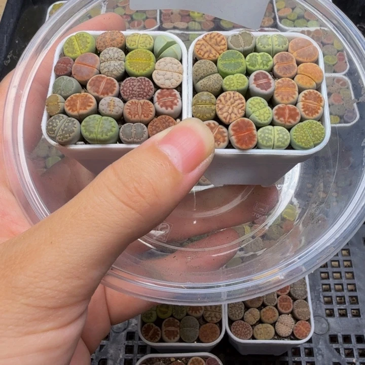 多肉植物的生长566