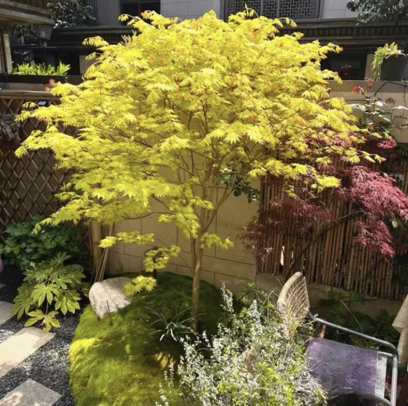 红小袖泰勒羽毛枫品种枫树一物一拍