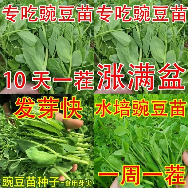 豌豆苗种子割完就长鲜嫩豌豆尖种籽春秋季四季青菜阳台盆栽蔬菜种
