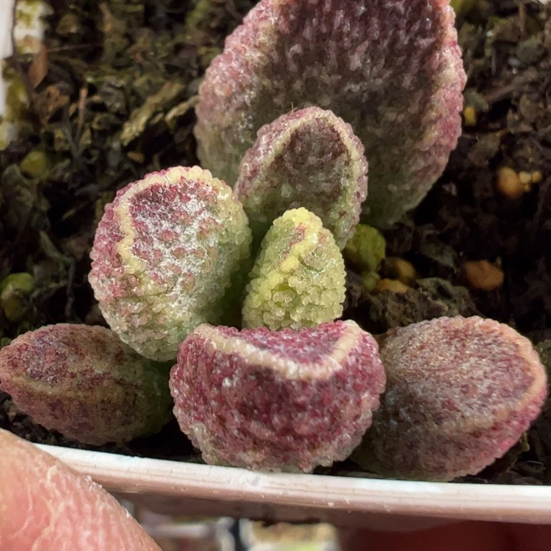 紫水晶水泡多肉植物水泡