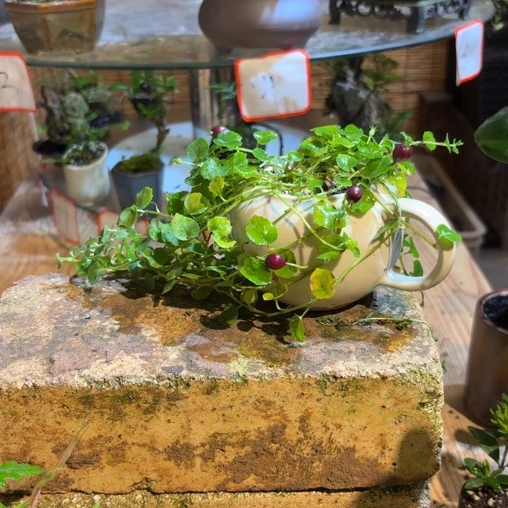 无花朵～一物一拍所见即所得79