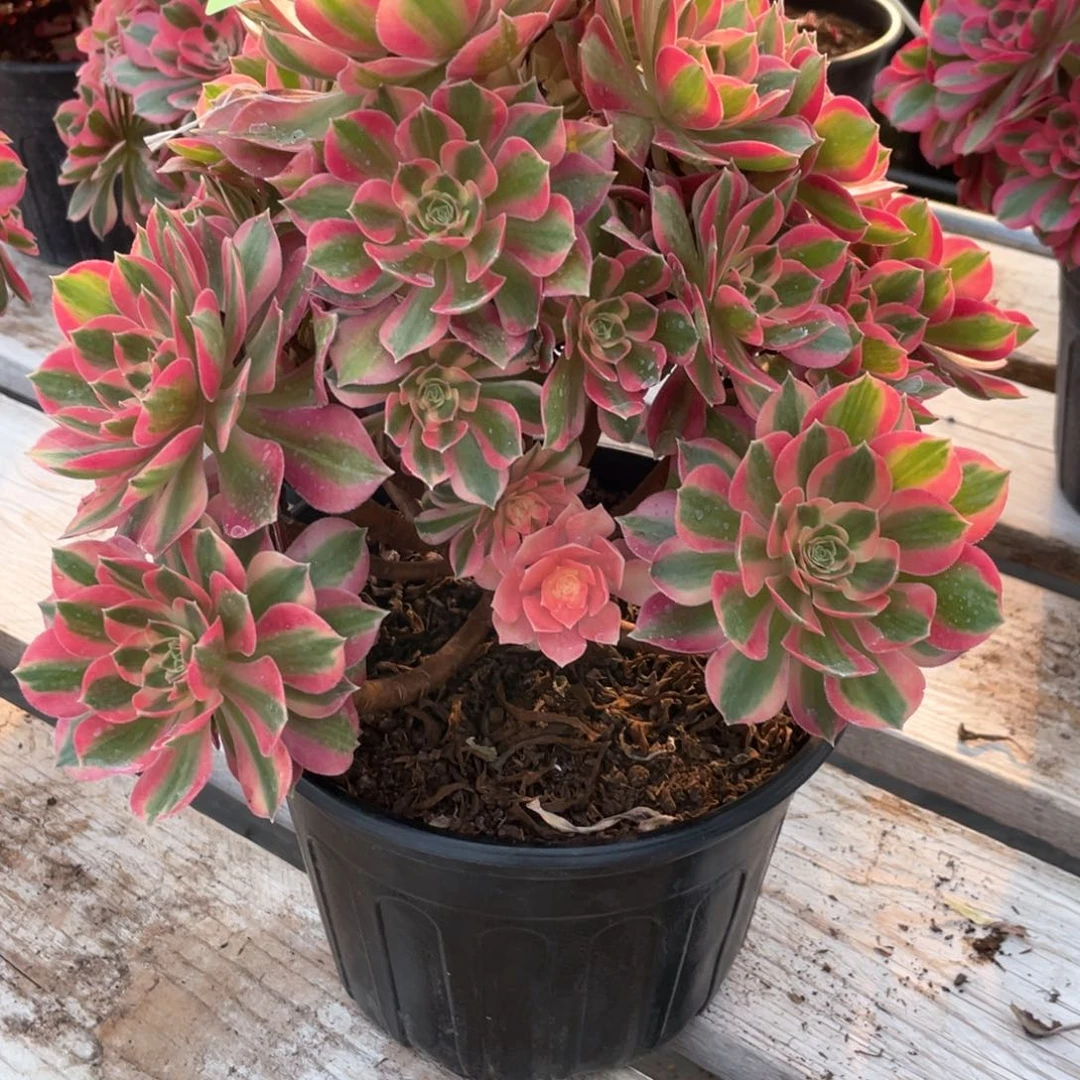 粉女我老桩手捧108