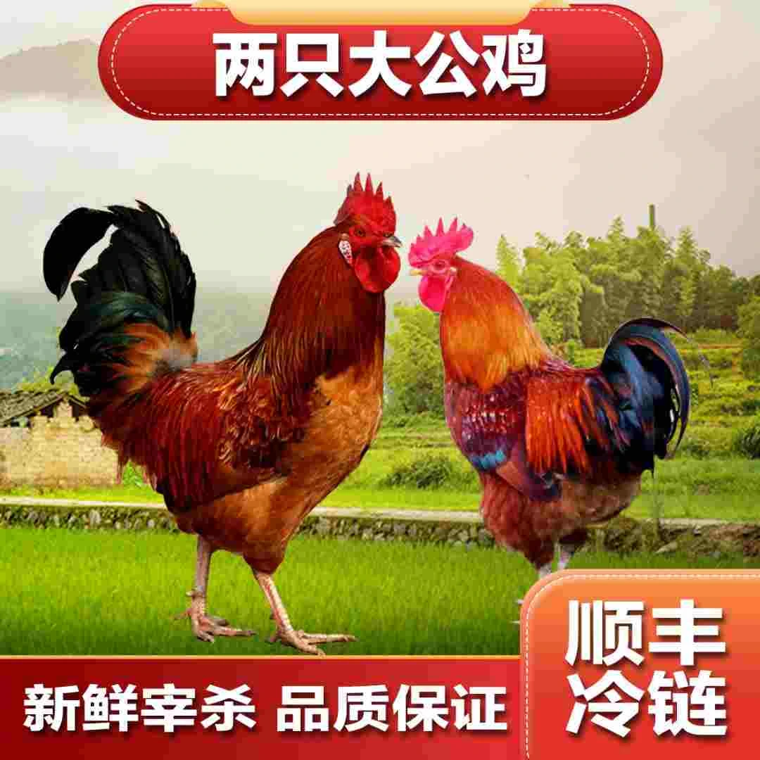 【2只公鸡】农家散养溜达鸡 笨公鸡 净重8斤左右 顺丰